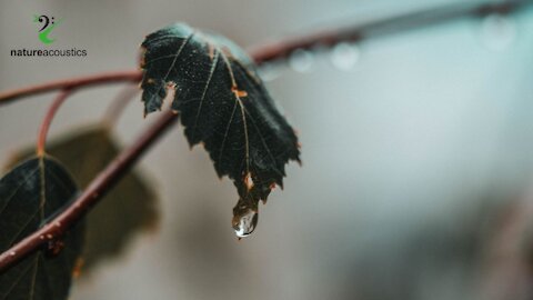 In The Rain - Piano and Rain