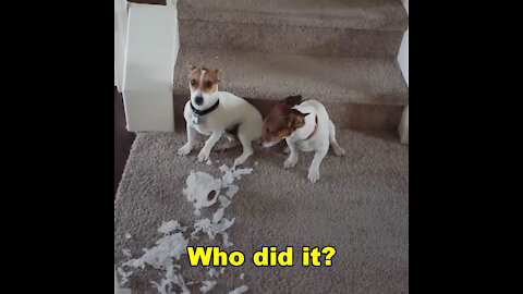 Funny dog reactions: "Guilty" dogs, caught in the act, it wasn't me, it was him, Who did it? Good!