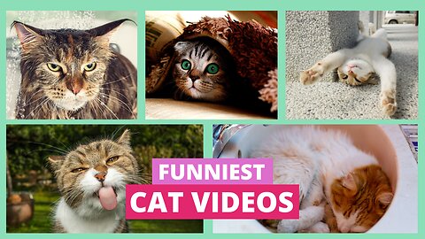 Funny Cat Videos 2024 | Hilarious Animal Fails | Try Not to Laugh Challenge