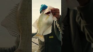 A Crappie Like You've NEVER SEEN Before..