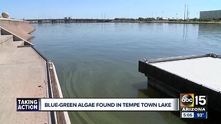 Blue-green algae found in Tempe Town Lake