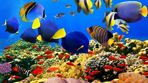 4K- The most beautiful coral reefs and undersea creature on earth