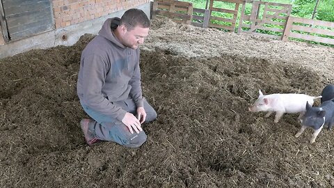 These Pigs Replace Heavy Equipment Producing Tons of Compost + Book recommendation