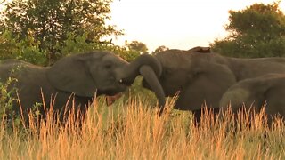 Elephants start trunk-wrestling match to see who is the strongest
