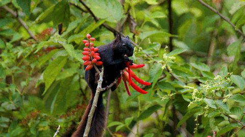 Stunning black squirrel feeding on plants