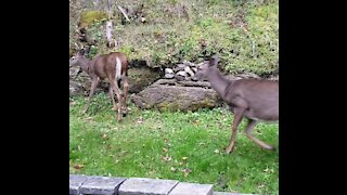 Female Deer Turns Quickly on the Male