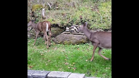 Female Deer Turns Quickly on the Male