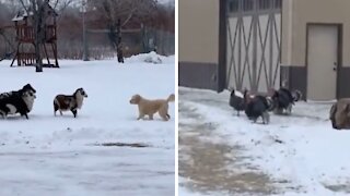 Sheep puts puppy in its place, turkeys find it hilarious