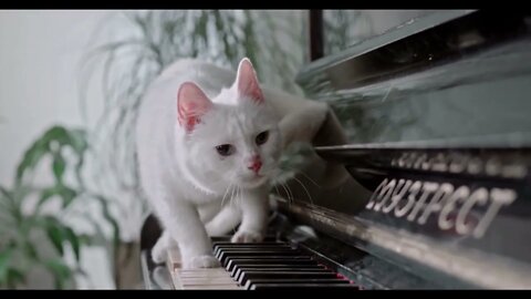1 Minute Of Romantic Piano Music | Meditation Music | Piano Cat | Relaxing Music #meditation #cat