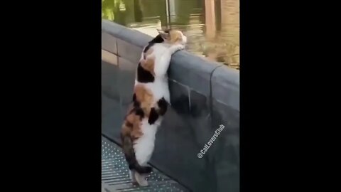 Compilation Drôle d'animaux funny animals videos