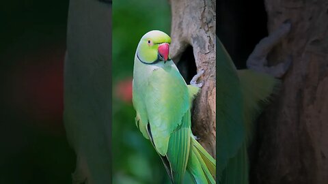 Parrot Videos 🐦🦜|#parrot#shortfeed