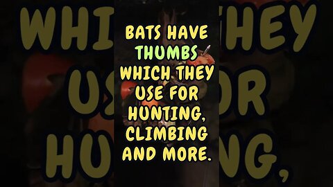 🦇Discover Fascinating Animal Facts👀 #shorts #shortsfact #animalfacts #funfactsshorts #bat #bats