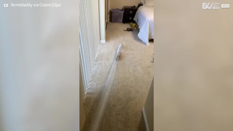 Ferrets have three times the fun with plastic tube!