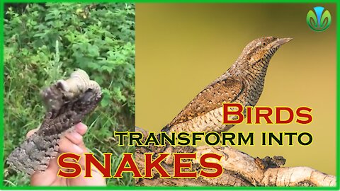A species of birds capable of turning into snakes when danger