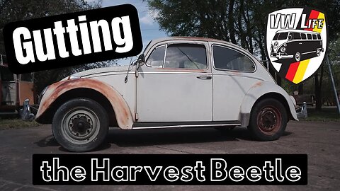 Gutting the Harvest Beetle!