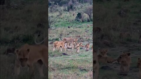 Lots Of Lion Cubs #shorts | #ShortsAfrica