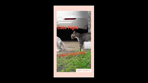 New Funnys Animal video 2023|| #63 Cats FIGHT| Don't miss end.mp4