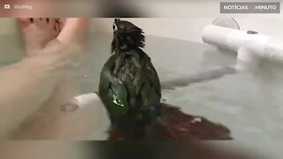 Pássaro se diverte tomando banho em banheira