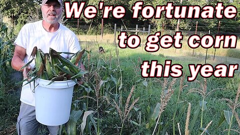 Harvesting our corn and grateful for it