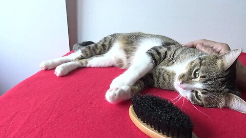 It Is Brushing Time for the Cat