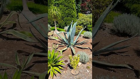 Aloe Vera plants in Halifax Public Gardens