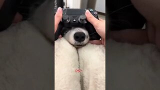 Dog Life Tiktok bingtian