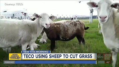 TECO using eco-friendly sheep to 'mow' grass at solar farms