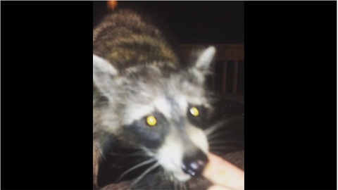 Man fearlessly hand-feeds wild raccoon
