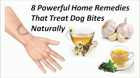 8 Powerful Home Remedies That Treat Dog Bites Naturally