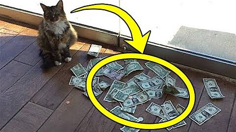 Cat brought a lot of money every day! People were shocked to learn where he got it from!