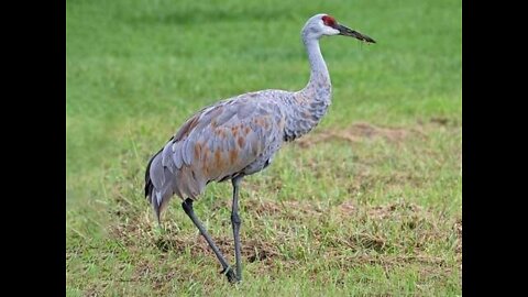 Sassy sandhill crane-Wildlife creator Amazing Birds