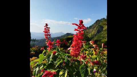 Scarlet Sage #srilanka #hunnasfalls #kandy