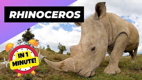 Rhinoceros - In 1 Minute! 🦏 One Of The Tallest Animals In The World | 1 Minute Animals