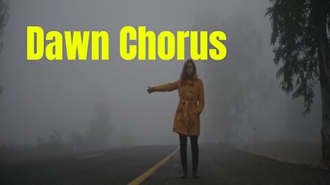 "Dawn Chorus" by Racoon Racoon