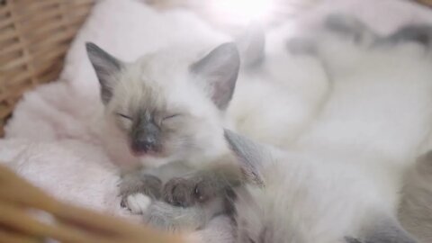 Cute Thai siamese cat Kitten, Funny cute pets lovers, #siamesecats #cat #kitten