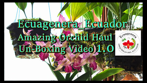 Amazing Orchid Haul 1.0 // Un-Boxing Video from Ecuagenera_Ecuador