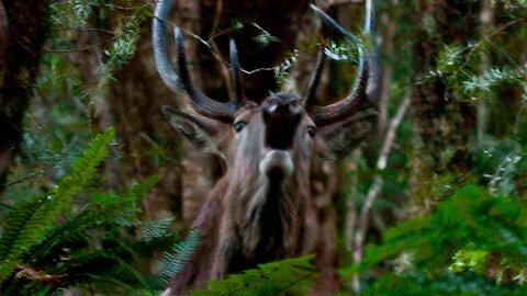 How to Call a Big Stag in Close