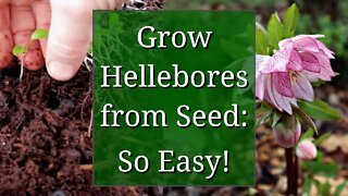 Grow Hellebores from Seed