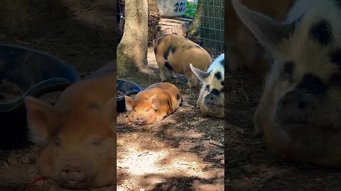 Pigs living the life #farmanimals #pigs #piggy #kunekune #homestead #farmlife #foryou #asmr #fyp