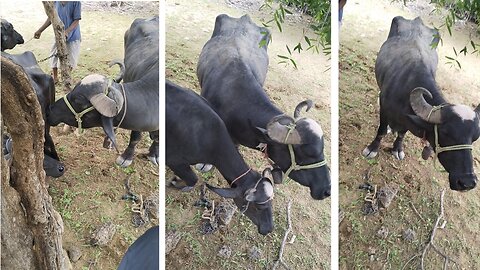 buffalo and bull making physical relation