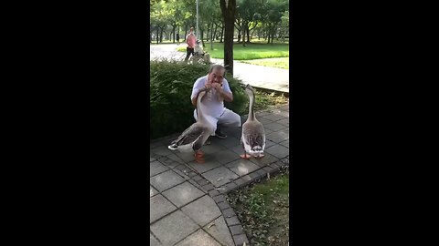 duck video