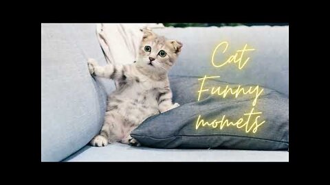 Cat funny videos-Baby cats - cute cats