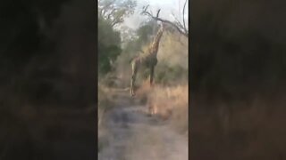 Giraffe Ignores Stalking Leopard Cub #shorts