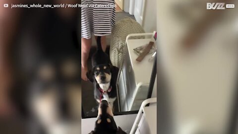 Dog barks at her own reflection in mirror
