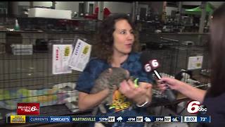 Indy Mega Adoption Event continues at the State Fairgrounds