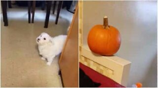 Den här hunden har fått nog av Halloween!