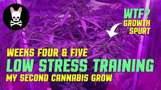Cannabis Low Stress Training LST - Beginner Cannabis Grow - Part 5