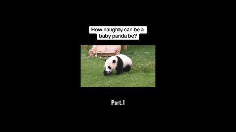 Naughty Baby Panda 🐼