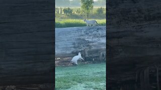 4 Month Old Kittens Playing Hide-n-Seek Tag #Shorts #Kittens #CountryLife