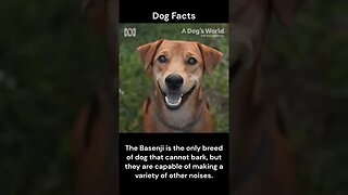 Dog Facts #shorts #youtubeshorts #dog #facts